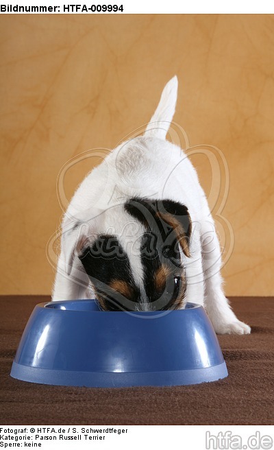 fressender Parson Russell Terrier Welpe / eating PRT puppy / HTFA-009994