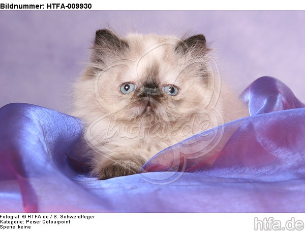 liegendes Perser Colourpoint Kätzchen / lying persian colourpoint kitten / HTFA-009930