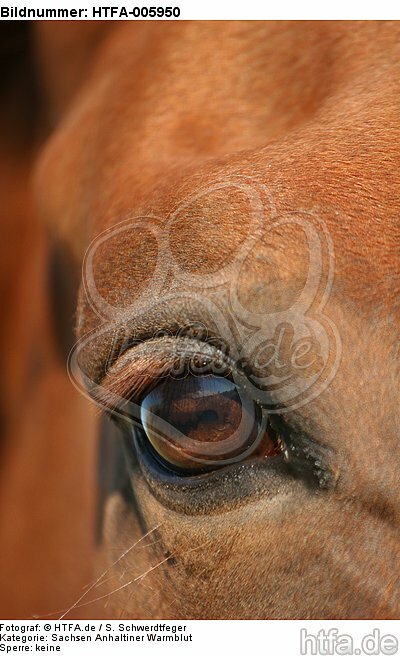 Sachsen Anhaltiner Warmblut Auge / horse eye / HTFA-005950