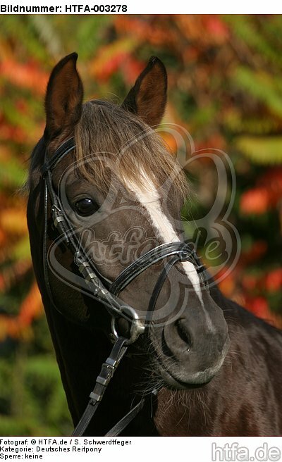 Deutscher Reitpony Hengst / pony stallion / HTFA-003278