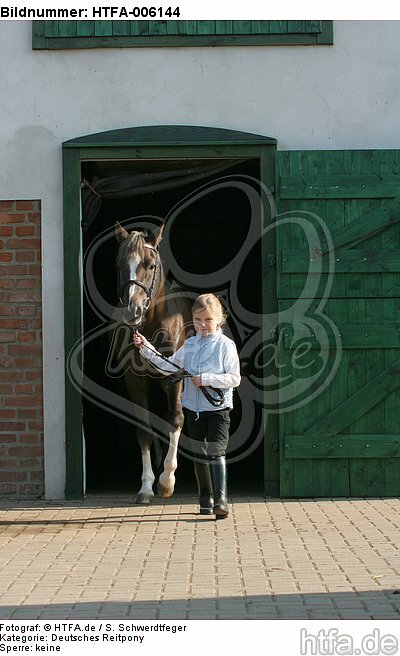 Deutscher Reitpony Hengst / pony stallion / HTFA-006144