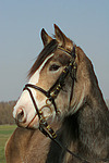 Deutsches Reitpony Portrait / pony portrait