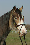 Deutsches Reitpony Portrait / pony portrait