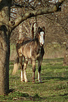 stehendes Deutsches Reitpony / standing pony