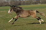 galoppierendes Deutsches Reitpony / galloping pony