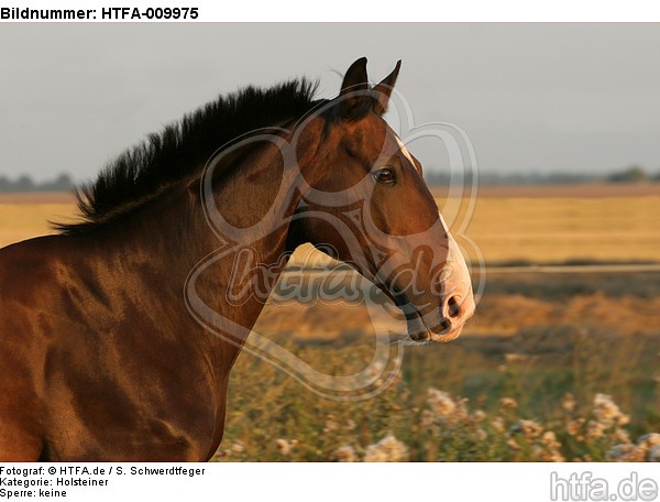 Holsteiner Portrait / HTFA-009975