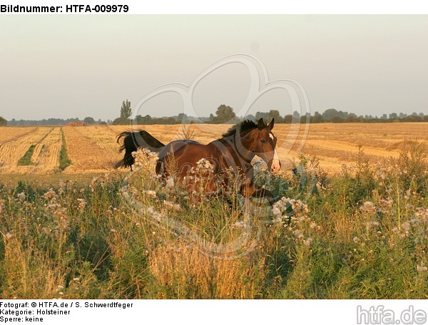galoppierender Holsteiner / galloping Holsteiner / HTFA-009979