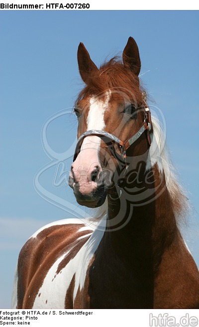 Pinto Hengst / pinto stallion / HTFA-007260