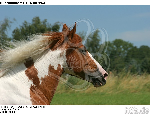 Pinto Hengst / pinto stallion / HTFA-007263