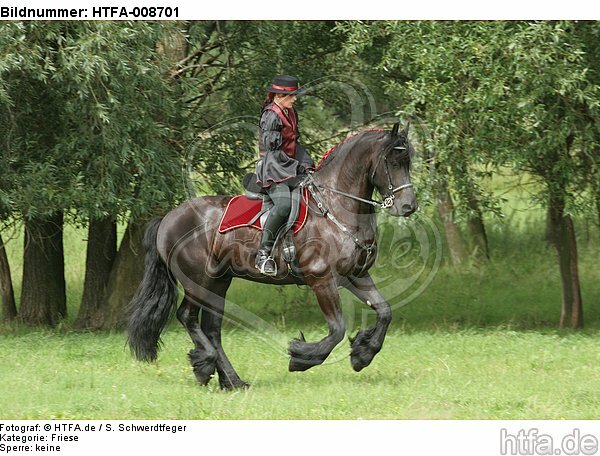 Frau reitet Friese / woman rides friesian horse / HTFA-008701