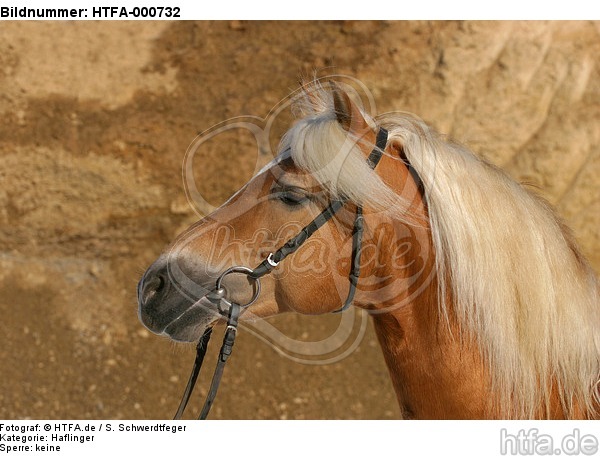Haflinger Portrait / haflinger horse portrait / HTFA-000732