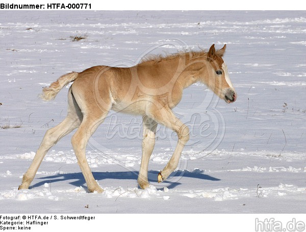 Haflinger Fohlen / haflinger horse foal / HTFA-000771