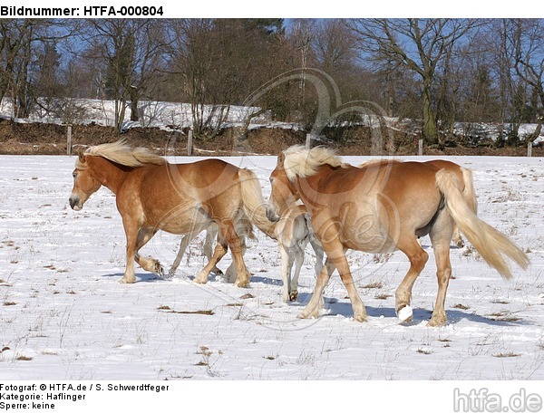 Haflinger / haflinger horses / HTFA-000804