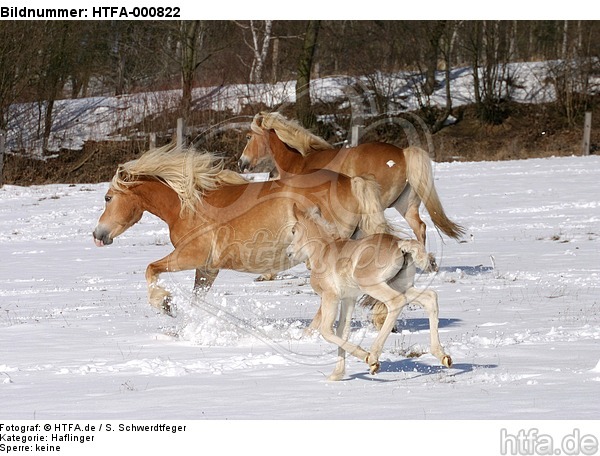 trabende Haflinger / trotting haflinger horses / HTFA-000822