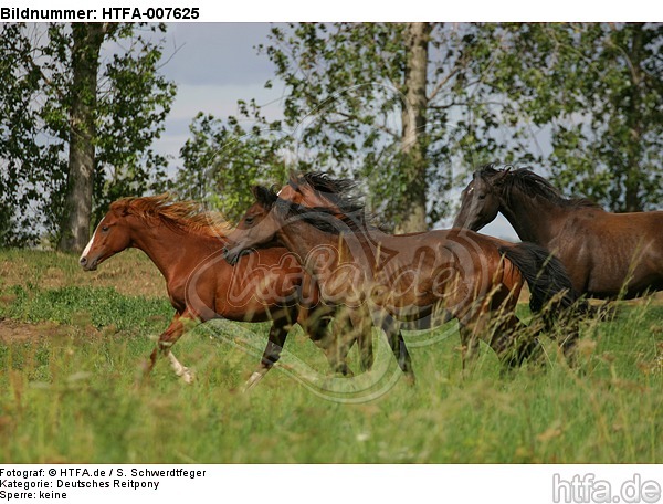 Deutsche Reitpony Hengste / pony stallions / HTFA-007625