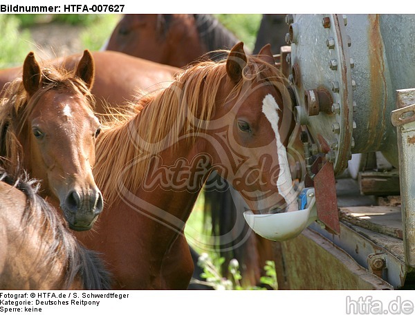 Deutsche Reitpony Hengste / pony stallions / HTFA-007627