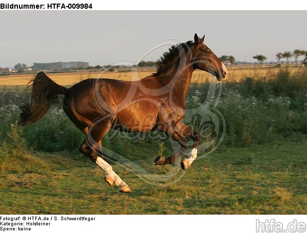 galoppierender Holsteiner / galloping Holsteiner / HTFA-009984