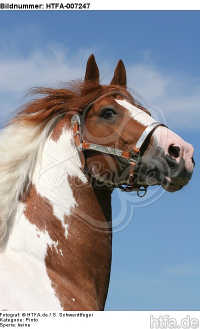 Pinto Hengst / pinto stallion / HTFA-007247