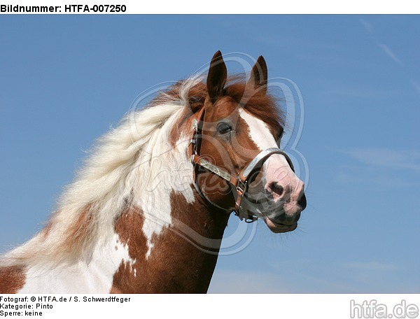 Pinto Hengst / pinto stallion / HTFA-007250