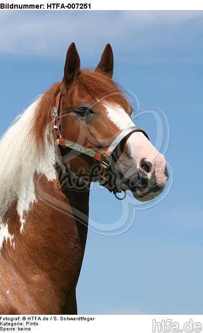 Pinto Hengst / pinto stallion / HTFA-007251