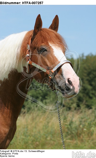 Pinto Hengst / pinto stallion / HTFA-007257