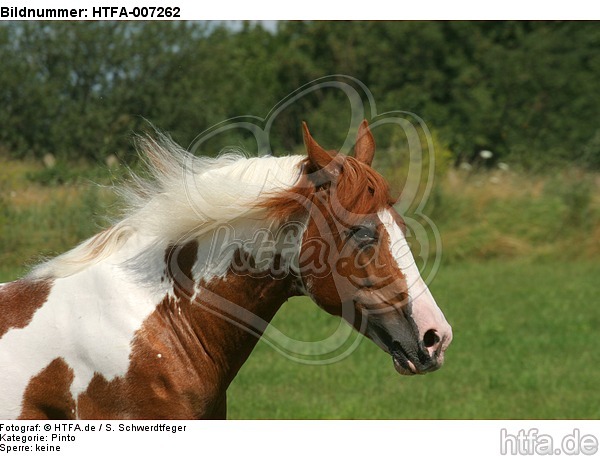 Pinto Hengst / pinto stallion / HTFA-007262