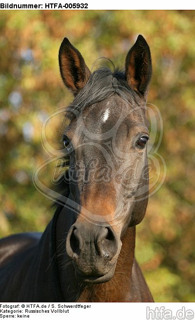 Russisches Vollblut / russian thoroughbred / HTFA-005932