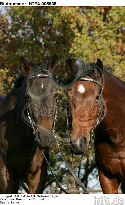 Russisches Vollblut und Holsteiner / russian thoroughbred and holsteiner horse / HTFA-005935