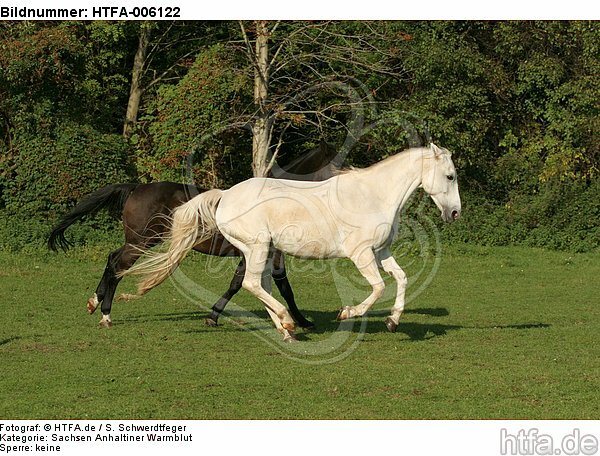 Sachsen Anhaltiner Warmblut / horses / HTFA-006122