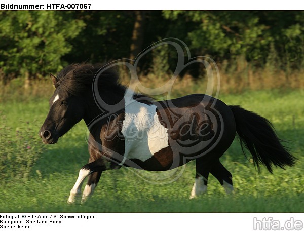 Shetland Pony / HTFA-007067
