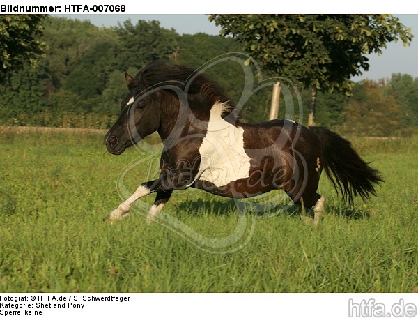 Shetland Pony / HTFA-007068