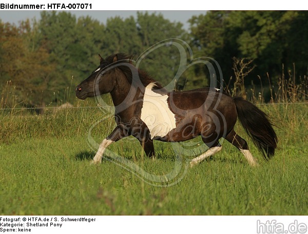 Shetland Pony / HTFA-007071