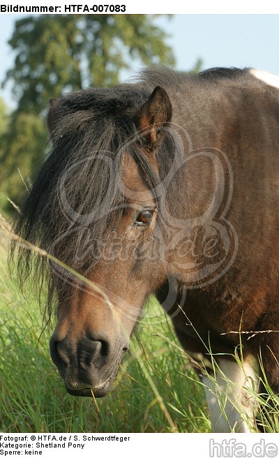 Shetland Pony / HTFA-007083