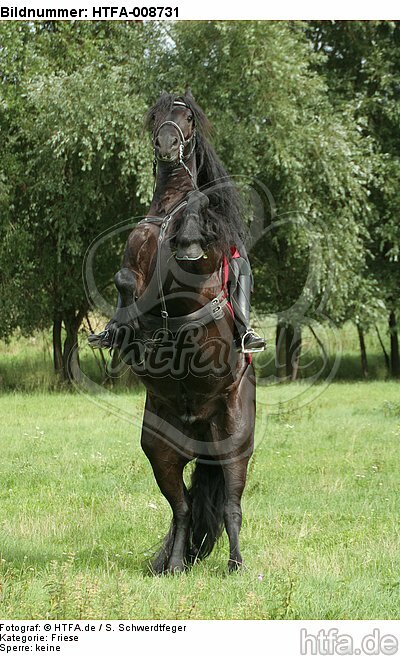 Frau reitet Friese / woman rides friesian horse / HTFA-008731