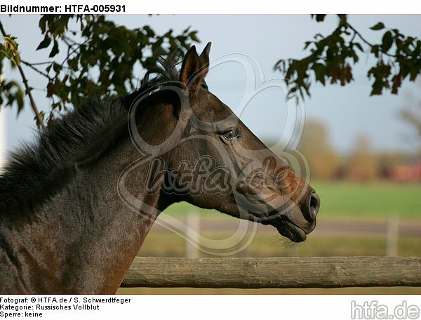 Russisches Vollblut / russian thoroughbred / HTFA-005931