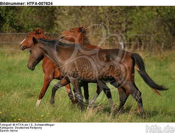 Hengste / stallions / HTFA-007624