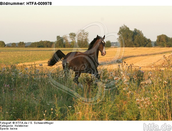 galoppierender Holsteiner / galloping Holsteiner / HTFA-009978