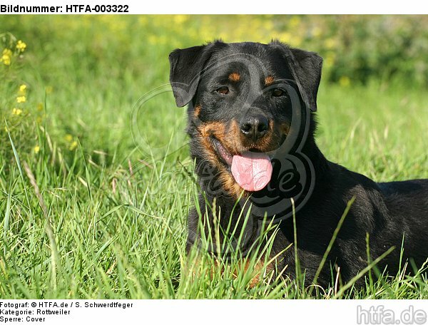 Rottweiler / HTFA-003322