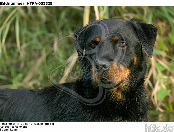 Rottweiler / HTFA-003329