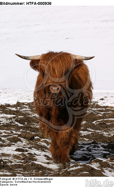 Schottisches Hochlandrind im Winter / highland cattle in winter / HTFA-000936