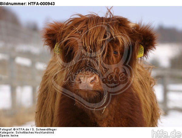Schottisches Hochlandrind im Winter / highland cattle in winter / HTFA-000943