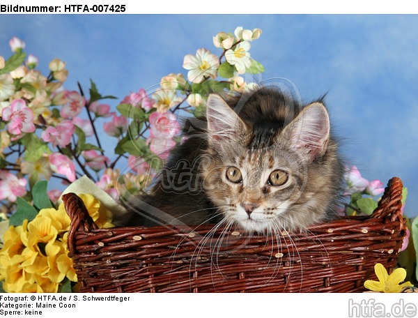 junge Maine Coon / young maine coon / HTFA-007425