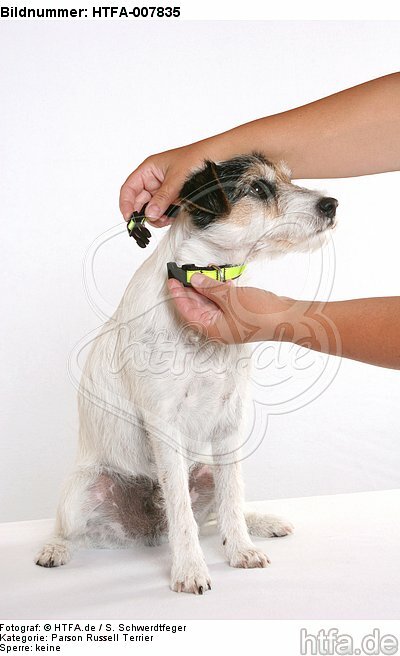 Parson Russell Terrier / HTFA-007835