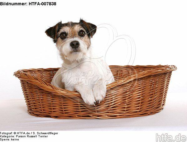 Parson Russell Terrier / HTFA-007838