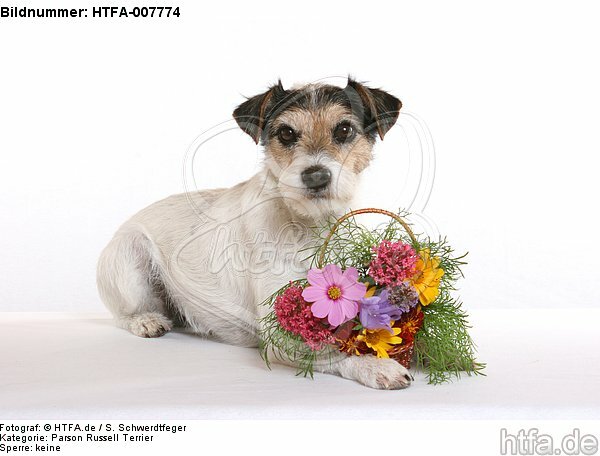 Parson Russell Terrier / HTFA-007774