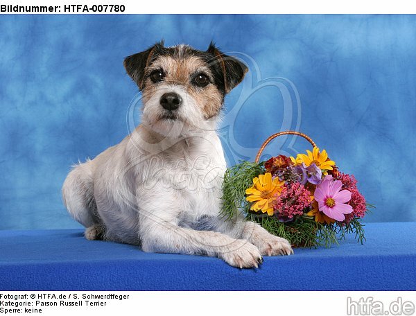 Parson Russell Terrier / HTFA-007780