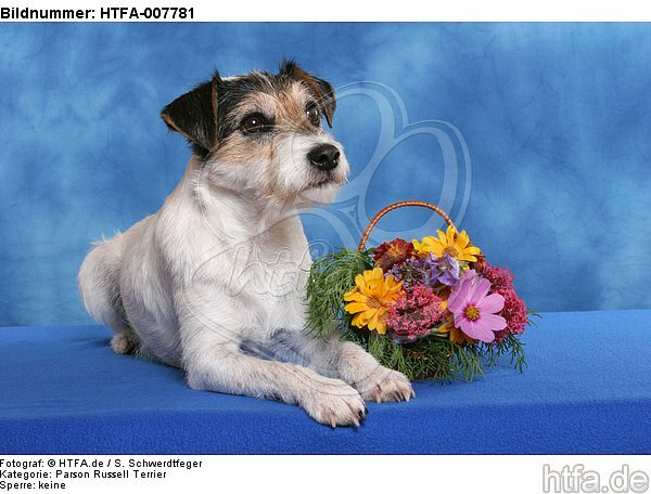 Parson Russell Terrier / HTFA-007781