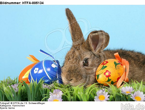 Kaninchen / rabbit / HTFA-005134