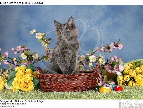junge Maine Coon / young maine coon / HTFA-008663