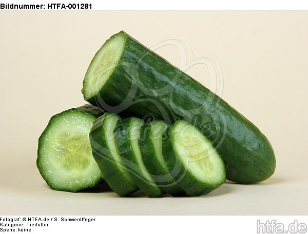 Gurke / cucumber / HTFA-001281
